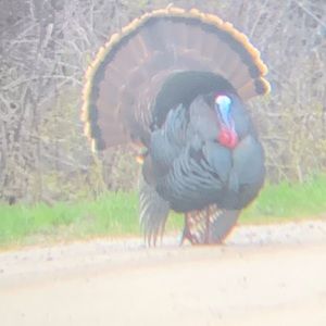 Meet your Posher, Owen